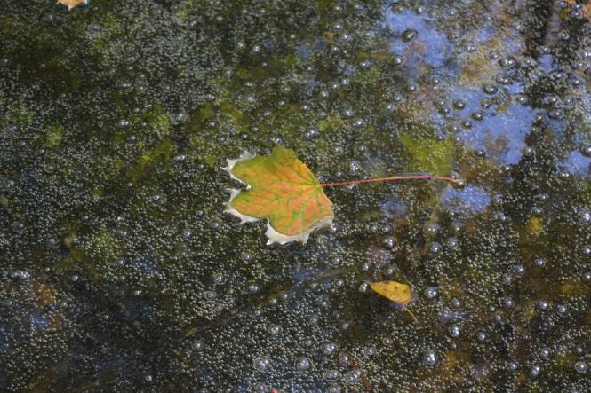 Новини Хмельницького - фото з Яскраві кольори осені у парках Хмельницького (ФОТОРЕПОРТАЖ) Яскраві кольори осені у парках Хмельницького (ФОТОРЕПОРТАЖ), фото №27 на сайті vsim.ua