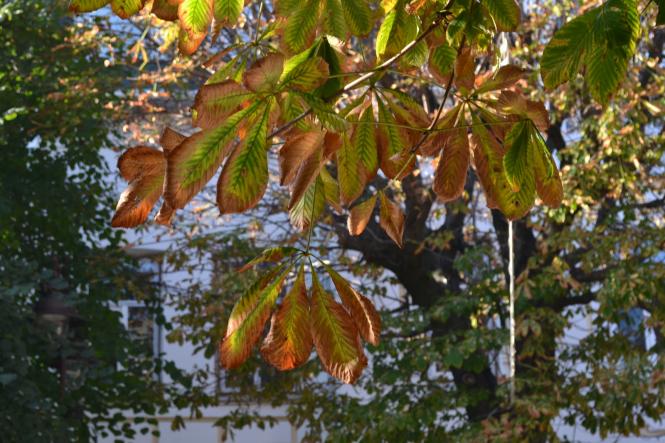 Новини Хмельницького - фото з Яскраві кольори осені у парках Хмельницького (ФОТОРЕПОРТАЖ) Яскраві кольори осені у парках Хмельницького (ФОТОРЕПОРТАЖ), фото №20 на сайті vsim.ua