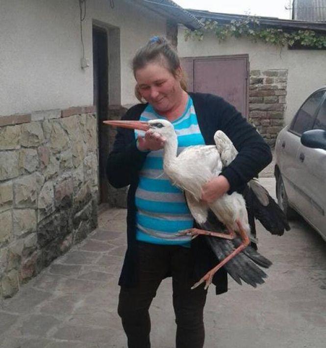 "Ми не могли птаха залишити помирати, але тримати всю зиму не можемо теж": допоможіть знайти прихисток для лелеки, фото №2 на сайті 20minut.ua