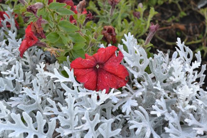 Новини Хмельницького - фото з Яскраві кольори осені у парках Хмельницького (ФОТОРЕПОРТАЖ) Яскраві кольори осені у парках Хмельницького (ФОТОРЕПОРТАЖ), фото №25 на сайті vsim.ua