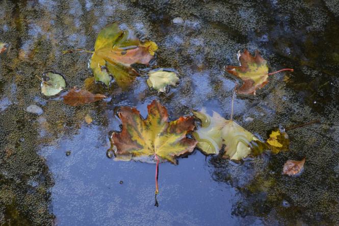 Новини Хмельницького - фото з Яскраві кольори осені у парках Хмельницького (ФОТОРЕПОРТАЖ) Яскраві кольори осені у парках Хмельницького (ФОТОРЕПОРТАЖ), фото №26 на сайті vsim.ua