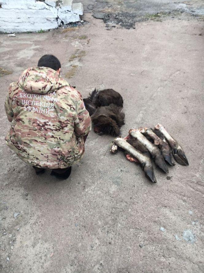 У Пулинському районі виявили рештки червонокнижного лося, фото №2 на сайті 20minut.ua