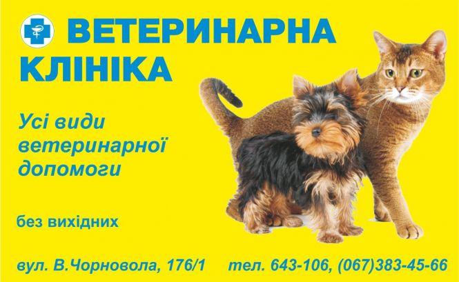 Котик Бонус отримав приз за перемогу у фотоконкурсі від сайту vsim.ua, фото №1 на сайті vsim.ua