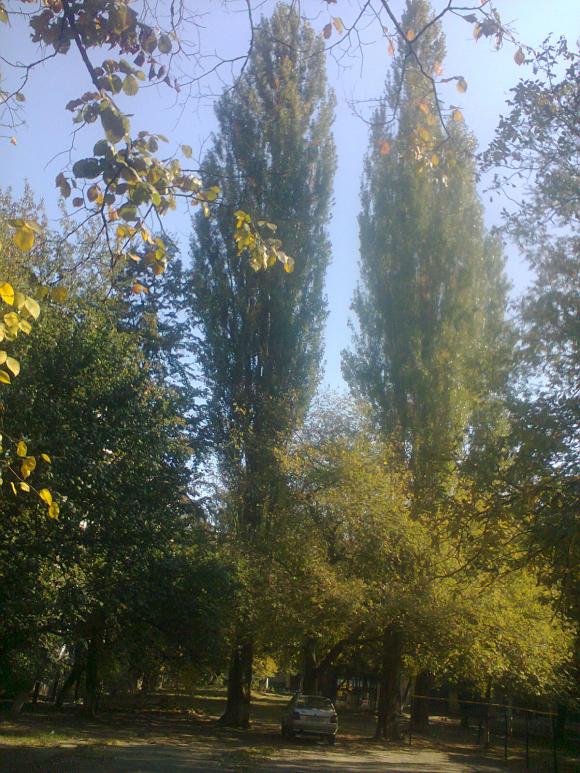 Вінничанин не дав знести тополі, які садив ще в дитинстві, фото №1 на сайті 20minut.ua