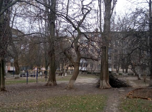 Вінничанин не дав знести тополі, які садив ще в дитинстві, фото №2 на сайті 20minut.ua
