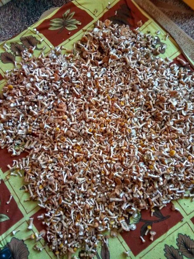 Тернопільські грибники розповіли як знайти місця, де найбільше опеньків, фото №1 на сайті 20minut.ua