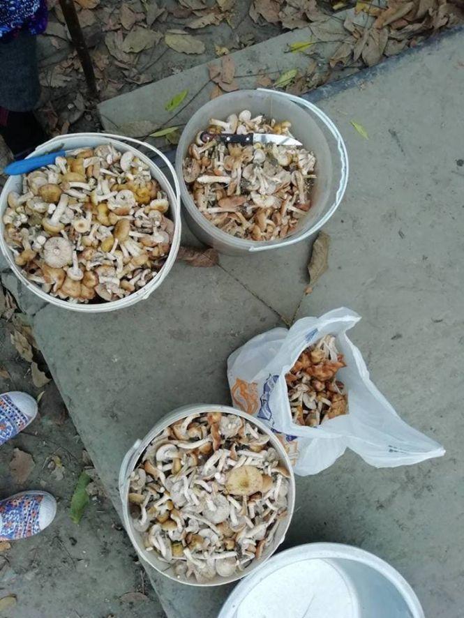 Тернопільські грибники розповіли як знайти місця, де найбільше опеньків, фото №2 на сайті 20minut.ua