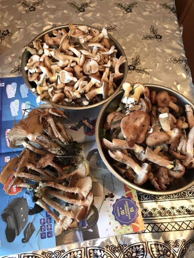 Тернопільські грибники розповіли як знайти місця, де найбільше опеньків, фото №3 на сайті 20minut.ua