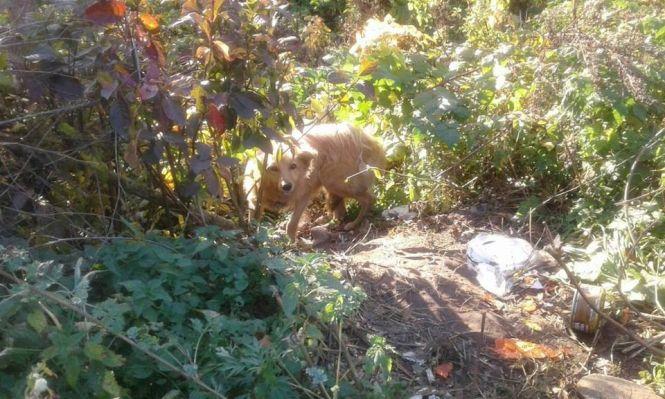 Віддано чекає уже з місяць. На Вінниччині господар вивіз до лісу пса, фото №1 на сайті 20minut.ua