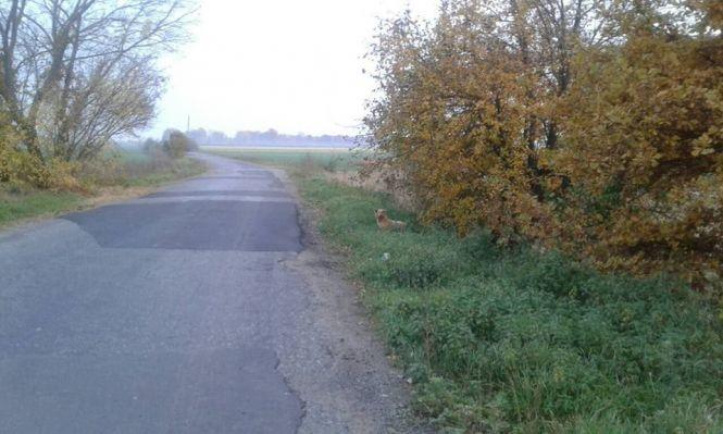 Віддано чекає уже з місяць. На Вінниччині господар вивіз до лісу пса, фото №3 на сайті 20minut.ua