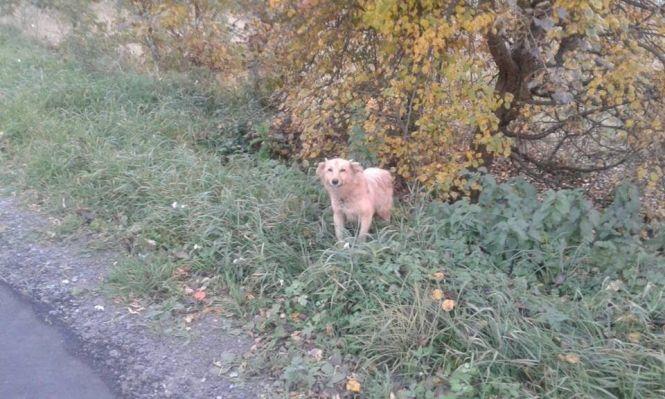 Віддано чекає уже з місяць. На Вінниччині господар вивіз до лісу пса, фото №2 на сайті 20minut.ua