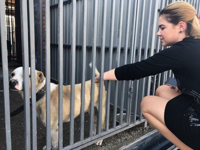 Новини Вінниці - фото з Муніципальний притулок для тварин на Гонти: місце порятунку чи смерті? Муніципальний притулок для тварин на Гонти: місце порятунку чи смерті?, фото №3 на сайті 20minut.ua