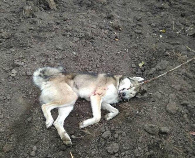 Новини Тернополя - фото з У Козівському районі люди бояться виходити на вулицю: вовк напав на чоловіка У Козівському районі люди бояться виходити на вулицю: вовк напав на чоловіка, фото №1 на сайті 20minut.ua