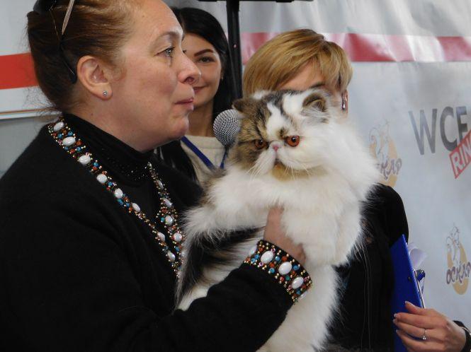 18 унікальних порід котів можна побачити на виставці у Хмельницькому (ФОТО), фото №6 на сайті vsim.ua