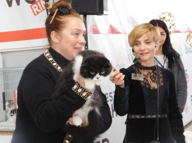 18 унікальних порід котів можна побачити на виставці у Хмельницькому (ФОТО), фото №7 на сайті vsim.ua