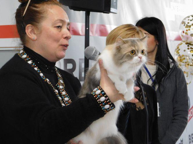 18 унікальних порід котів можна побачити на виставці у Хмельницькому (ФОТО), фото №8 на сайті vsim.ua