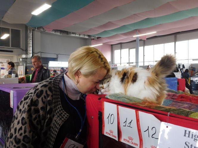 18 унікальних порід котів можна побачити на виставці у Хмельницькому (ФОТО), фото №4 на сайті vsim.ua