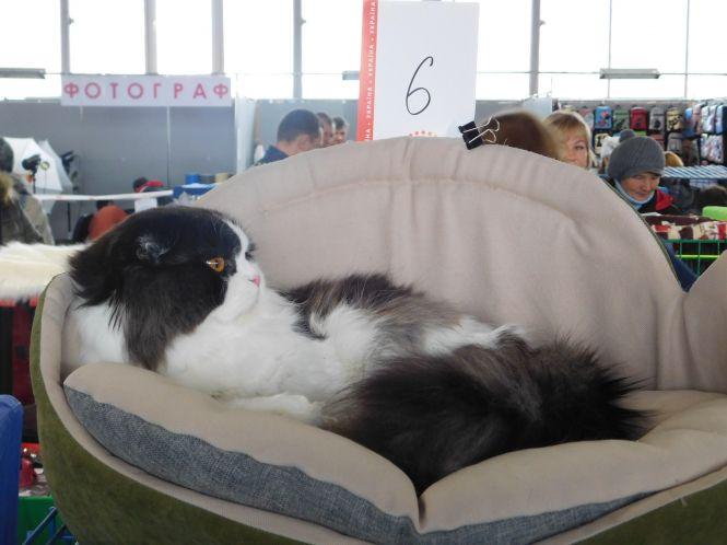 18 унікальних порід котів можна побачити на виставці у Хмельницькому (ФОТО), фото №3 на сайті vsim.ua