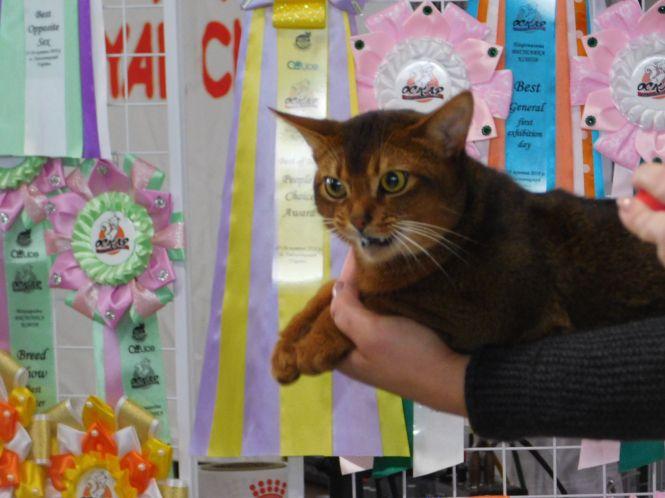 18 унікальних порід котів можна побачити на виставці у Хмельницькому (ФОТО), фото №5 на сайті vsim.ua