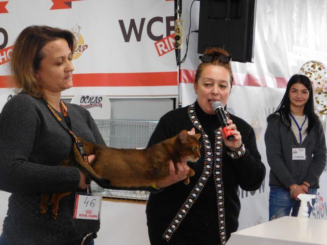 18 унікальних порід котів можна побачити на виставці у Хмельницькому (ФОТО), фото №9 на сайті vsim.ua