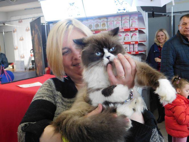 18 унікальних порід котів можна побачити на виставці у Хмельницькому (ФОТО), фото №2 на сайті vsim.ua