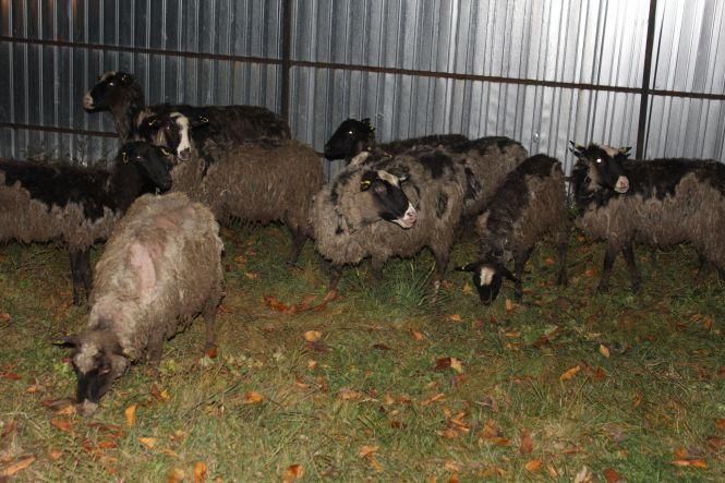 Новини Козятина - фото з Як вінничани врятували чужих овець з Туреччини. Нічний репортаж Як вінничани врятували чужих овець з Туреччини. Нічний репортаж, фото №8 на сайті 20minut.ua