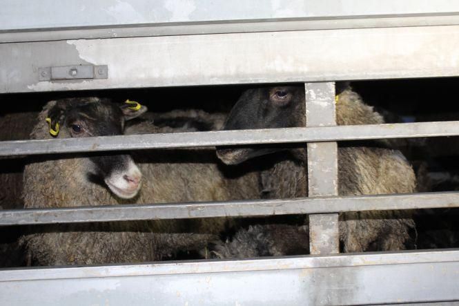 Новини Козятина - фото з Як вінничани врятували чужих овець з Туреччини. Нічний репортаж Як вінничани врятували чужих овець з Туреччини. Нічний репортаж, фото №2 на сайті 20minut.ua