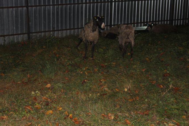 Як вінничани врятували чужих овець з Туреччини. Нічний репортаж, фото №9 на сайті 20minut.ua