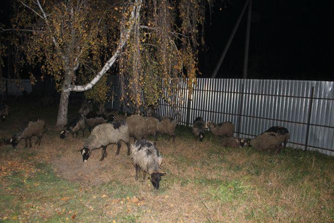Як вінничани врятували чужих овець з Туреччини. Нічний репортаж, фото №8 на сайті 20minut.ua