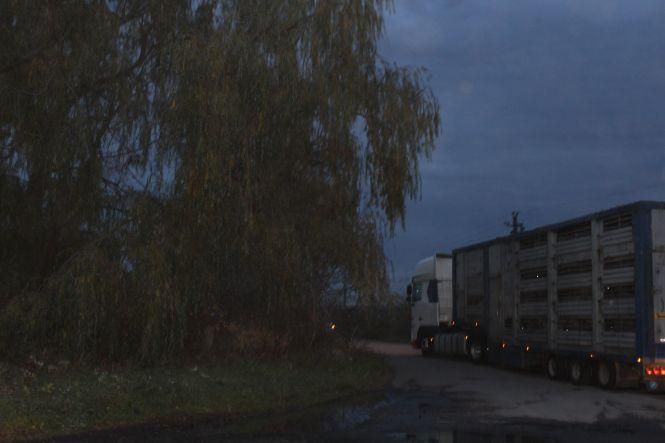 Новини Козятина - фото з Як вінничани врятували чужих овець з Туреччини. Нічний репортаж Як вінничани врятували чужих овець з Туреччини. Нічний репортаж, фото №1 на сайті 20minut.ua