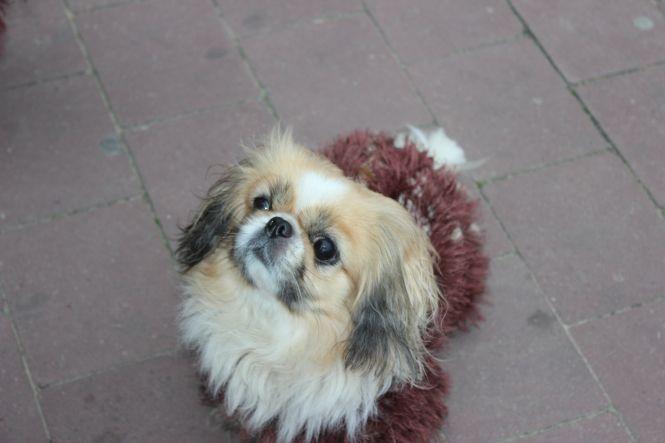 Фото дня: на Набережній собачки у хенд-мейд костюмах, фото №1 на сайті 20minut.ua