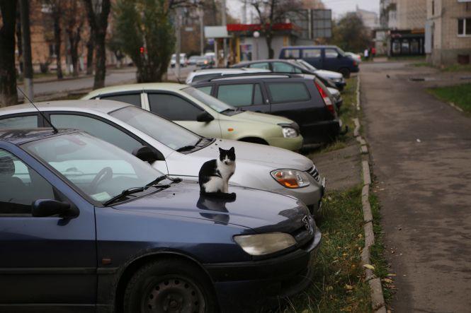 Новини Вінниці - фото з Вінницька Варшава: чи буде тут щось, крім новобудов Вінницька Варшава: чи буде тут щось, крім новобудов, фото №13 на сайті 20minut.ua