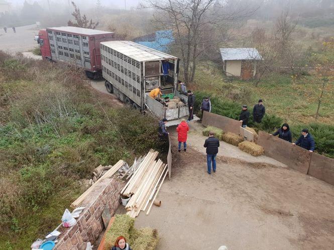 Новини Вінниці - фото з «Багатостраждальних» овець із Тульчина перевезли. Де вони та чому їх забрали? «Багатостраждальних» овець із Тульчина перевезли. Де вони та чому їх забрали?, фото №1 на сайті 20minut.ua