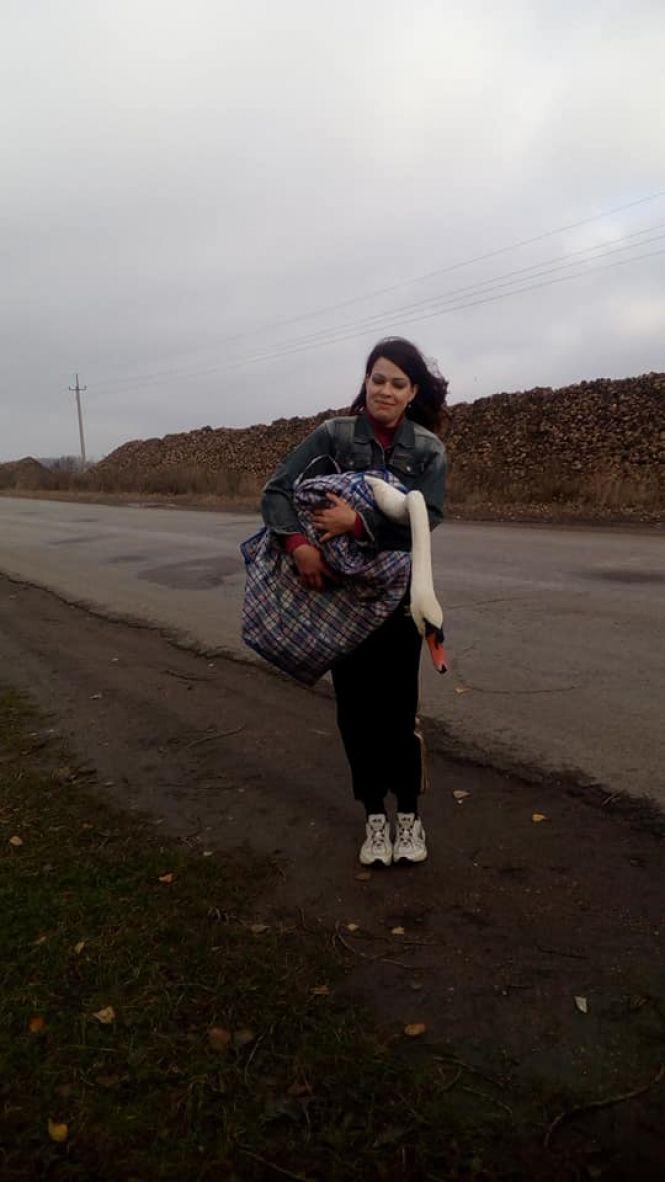 Новини Тернополя - фото з Відео дня: у Ланівцях врятували пораненого лебедя Відео дня: у Ланівцях врятували пораненого лебедя, фото №1 на сайті 20minut.ua