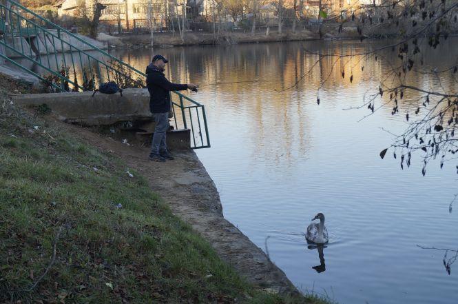 Новини Вінниці - фото з На Сабарові замерзає лебідь: як врятувати птаха? На Сабарові замерзає лебідь: як врятувати птаха?, фото №1 на сайті 20minut.ua