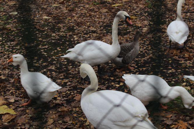 Новини Тернополя - фото з Як в парку "Топільче" готують до зимівлі яка Пашу, страуса Василька та інших тварин Як в парку "Топільче" готують до зимівлі яка Пашу, страуса Василька та інших тварин, фото №7 на сайті 20minut.ua