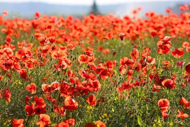 Про фотографію і красу життя. Інтерв'ю з фотохудожником Кам'янця, фото №3 на сайті 20minut.ua