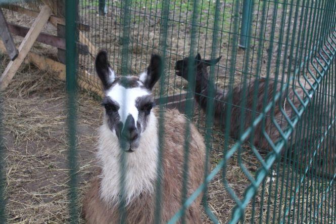 Новини Тернополя - фото з Як в парку "Топільче" готують до зимівлі яка Пашу, страуса Василька та інших тварин Як в парку "Топільче" готують до зимівлі яка Пашу, страуса Василька та інших тварин, фото №4 на сайті 20minut.ua