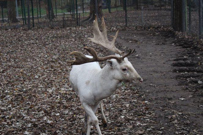 Новини Тернополя - фото з Як в парку "Топільче" готують до зимівлі яка Пашу, страуса Василька та інших тварин Як в парку "Топільче" готують до зимівлі яка Пашу, страуса Василька та інших тварин, фото №9 на сайті 20minut.ua