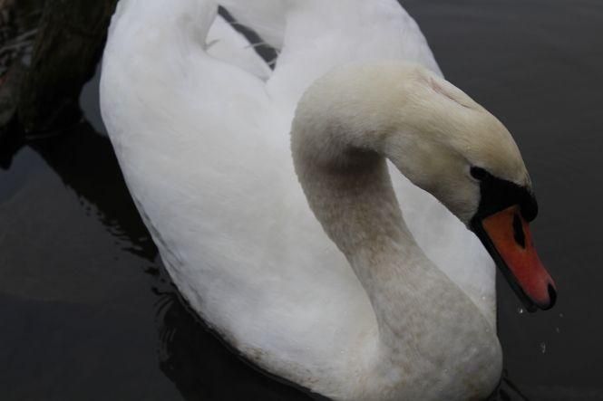 Новини Тернополя - фото з Як в парку "Топільче" готують до зимівлі яка Пашу, страуса Василька та інших тварин Як в парку "Топільче" готують до зимівлі яка Пашу, страуса Василька та інших тварин, фото №8 на сайті 20minut.ua