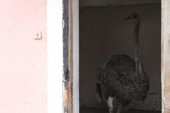 Новини Тернополя - фото з Як в парку "Топільче" готують до зимівлі яка Пашу, страуса Василька та інших тварин Як в парку "Топільче" готують до зимівлі яка Пашу, страуса Василька та інших тварин, фото №6 на сайті 20minut.ua