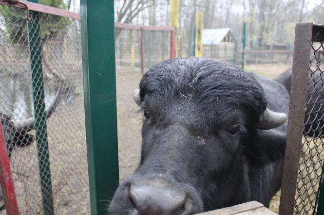Новини Тернополя - фото з Як в парку "Топільче" готують до зимівлі яка Пашу, страуса Василька та інших тварин Як в парку "Топільче" готують до зимівлі яка Пашу, страуса Василька та інших тварин, фото №2 на сайті 20minut.ua
