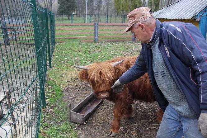 Новини Тернополя - фото з Як в парку "Топільче" готують до зимівлі яка Пашу, страуса Василька та інших тварин Як в парку "Топільче" готують до зимівлі яка Пашу, страуса Василька та інших тварин, фото №3 на сайті 20minut.ua