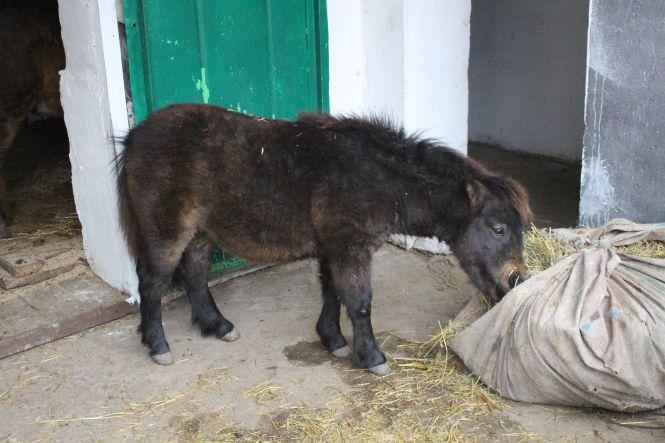 Новини Тернополя - фото з Як в парку "Топільче" готують до зимівлі яка Пашу, страуса Василька та інших тварин Як в парку "Топільче" готують до зимівлі яка Пашу, страуса Василька та інших тварин, фото №5 на сайті 20minut.ua
