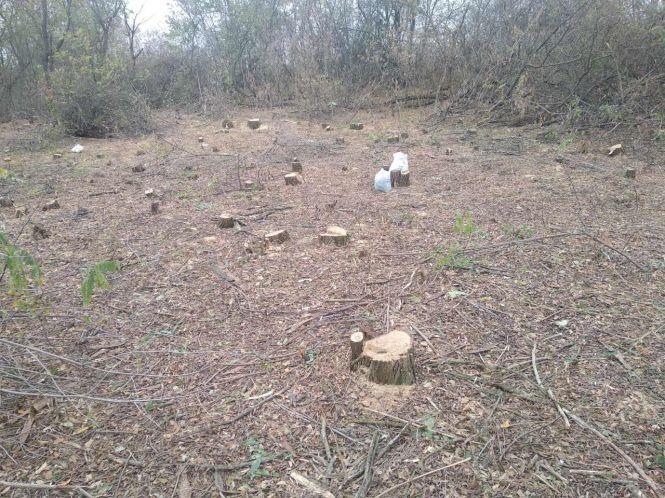 Новини Кам'янця-Подільського - фото з Лісоруби з Чернівців порубали «нічийні дерева» Кам’янеччини Лісоруби з Чернівців порубали «нічийні дерева» Кам’янеччини, фото №2 на сайті 20minut.ua