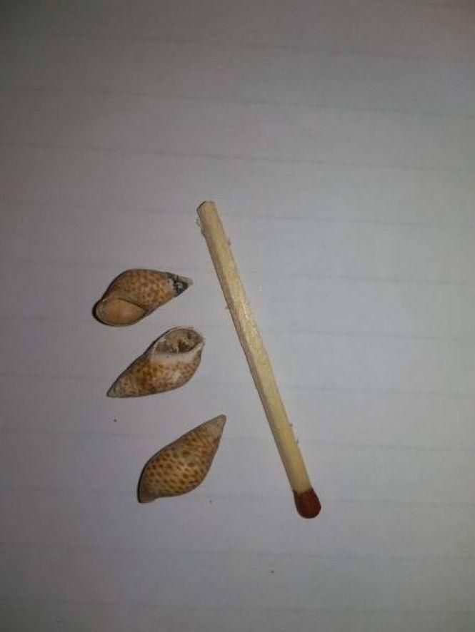 Археологи Кам'янця знайшли рідкісні молюски, фото №1 на сайті 20minut.ua