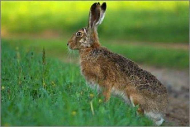 Новини Козятина - фото з 5 речей, які потрібно зробити садівникам у листопаді 5 речей, які потрібно зробити садівникам у листопаді, фото №5 на сайті 20minut.ua