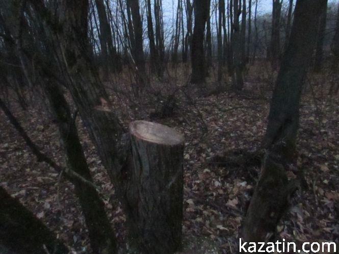 Новини Козятина - фото з Виявилося, що лісосмугу вирізає локомотивне депо (ОНОВЛЕНО) Виявилося, що лісосмугу вирізає локомотивне депо (ОНОВЛЕНО), фото №7 на сайті 20minut.ua