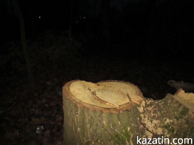 Новини Козятина - фото з Виявилося, що лісосмугу вирізає локомотивне депо (ОНОВЛЕНО) Виявилося, що лісосмугу вирізає локомотивне депо (ОНОВЛЕНО), фото №11 на сайті 20minut.ua