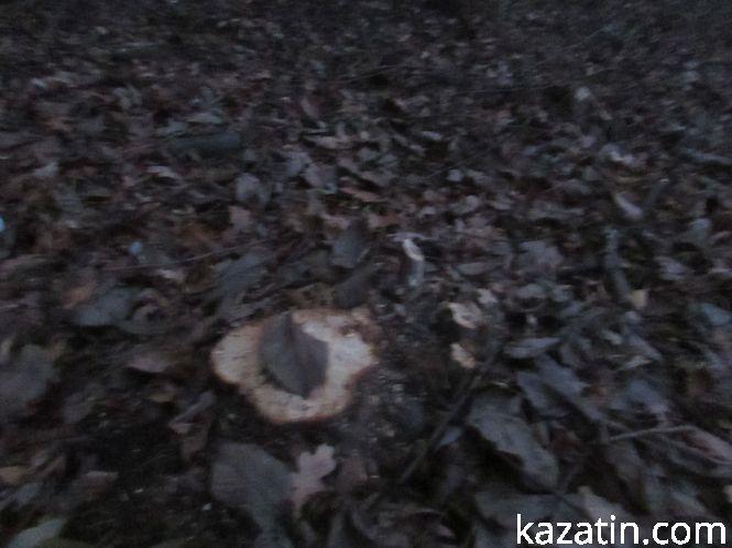 Новини Козятина - фото з Виявилося, що лісосмугу вирізає локомотивне депо (ОНОВЛЕНО) Виявилося, що лісосмугу вирізає локомотивне депо (ОНОВЛЕНО), фото №8 на сайті 20minut.ua